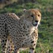 safari in private