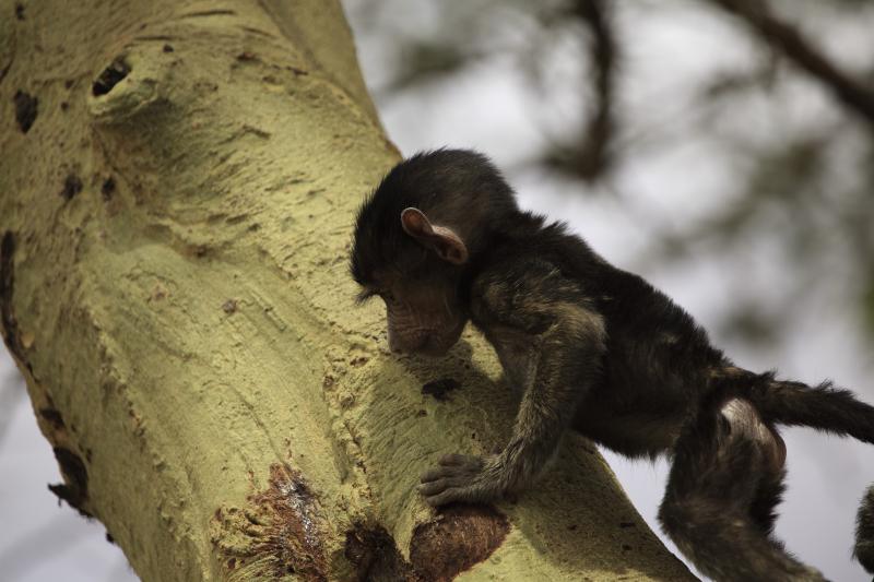 Gombe stream National park, where Jane Goodall discovered a lot about Cheepanze